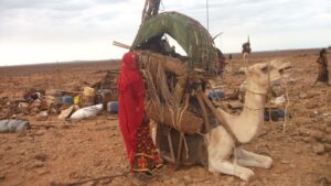 Gabbra people loading camel.